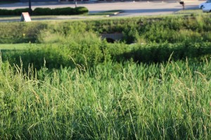 IMG0439 - Copy   